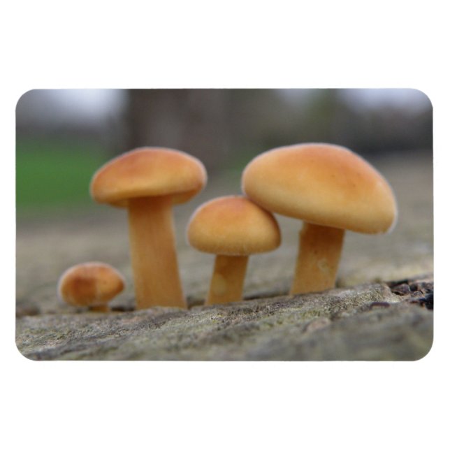 Ímã Ferramentas Pequenas Ferramentas Macro Premium Mag (Horizontal)