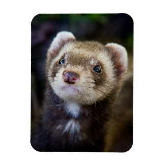 Ímã Ferret