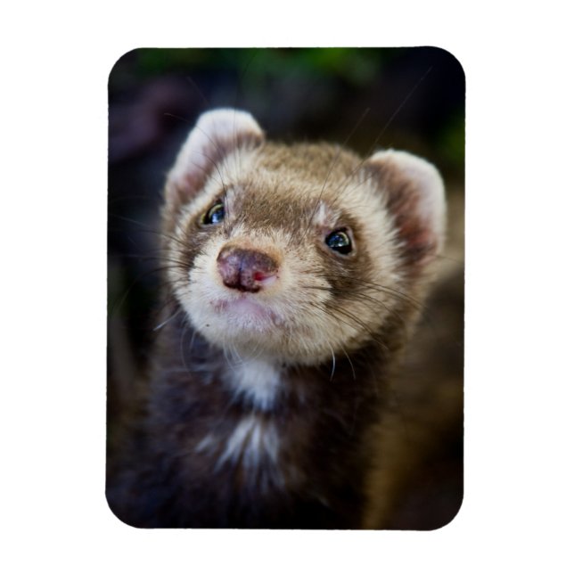 Ímã Ferret (Vertical)
