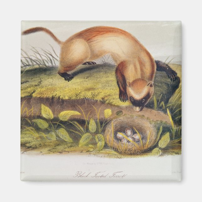 Imã Ferret de pés negros (Frente)