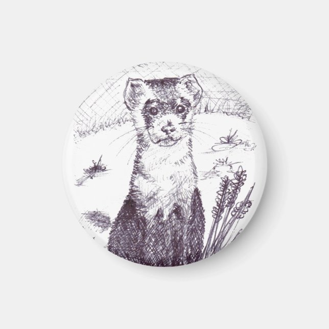 Imã Ferreto de pés pretos - Magneta (Frente)