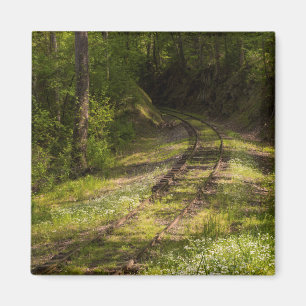 Imã Ferrovia Abandonada Em Uma Floresta