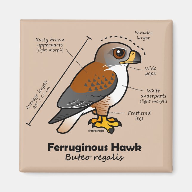 Imã Ferruginous Hawk Statistics (Frente)