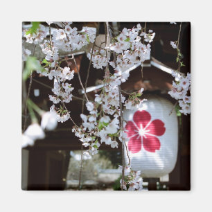 Imã Festival Cherry Blossom em Quioto 