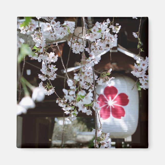 Imã Festival Cherry Blossom em Quioto (Frente)