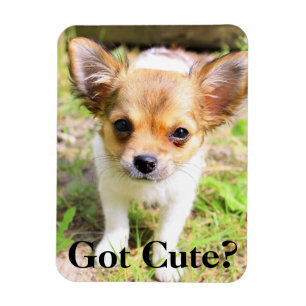 Ímã Ficou bonito? Puppy