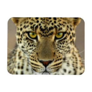 Ímã Fierce Leopard