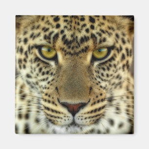 Imã Fierce Leopard