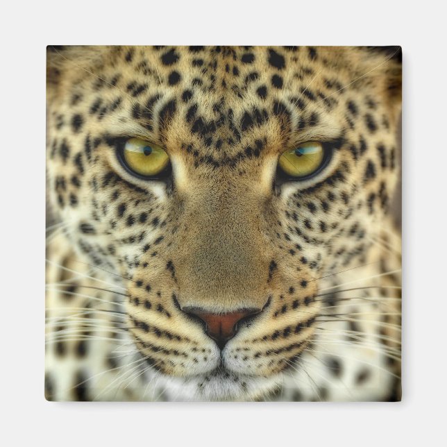 Imã Fierce Leopard (Frente)