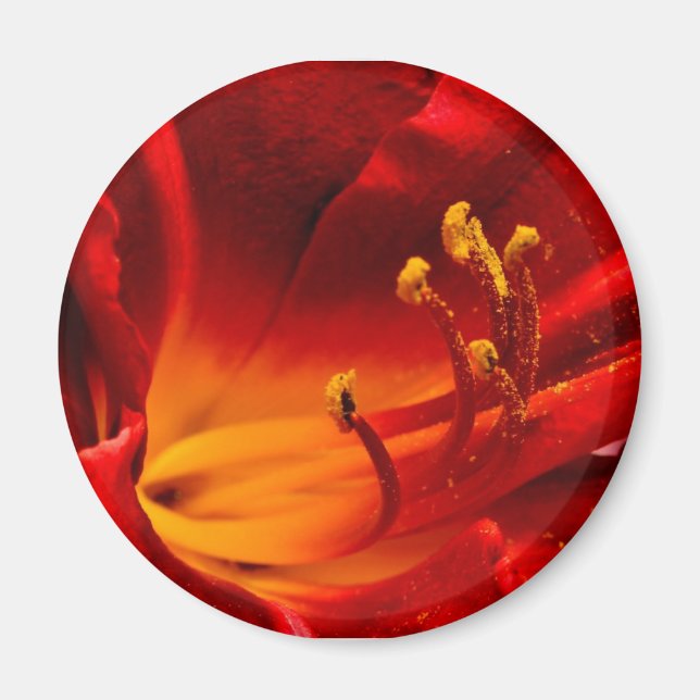 Imã Fiery Lily (Frente)