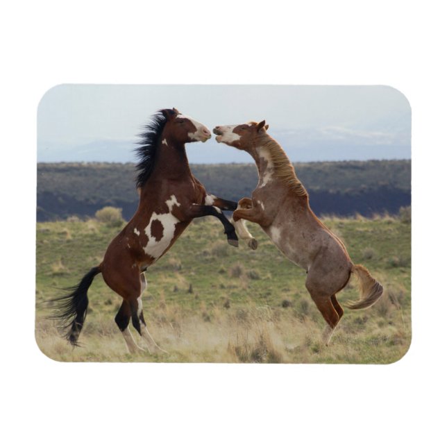 Ímã Fighting Stallions, Steens Mountains, Oregon (Horizontal)
