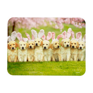 Ímã Fila de Coelhinhos Cachorrinhos