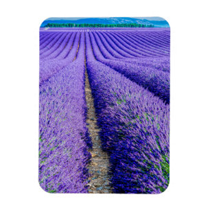 Ímã Fileiras de Lavanda, Provença, França