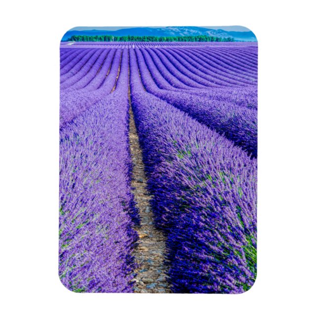 Ímã Fileiras de Lavanda, Provença, França (Vertical)