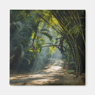 Imã Fileiras do bambu