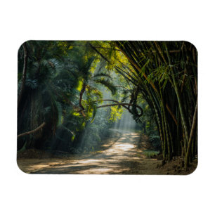 Ímã Fileiras do bambu