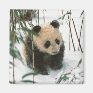 Imã Filhote da panda na neve, Wolong, Sichuan, China 2
