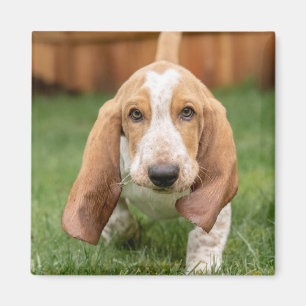 Imã Filhote de Basset Hound Caminhando