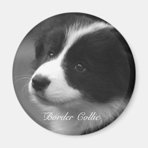 Imã Filhote de Border Collie doce