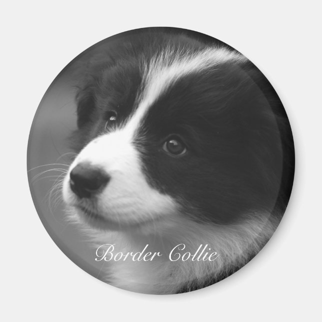 Imã Filhote de Border Collie doce (Frente)