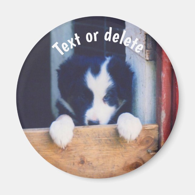 Imã Filhote de Border Collie Personalizado (Frente)