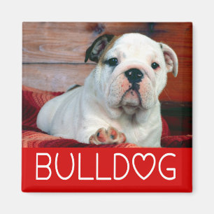 Imã Filhote de Bulldog Inglês Cachorro Amor Vermelho