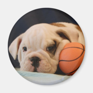 Imã Filhote de Bulldog Inglês com Bola de Basquete Red
