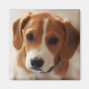Imã Filhote de cachorro 2 do lebreiro
