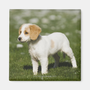 Imã Filhote de cachorro 3