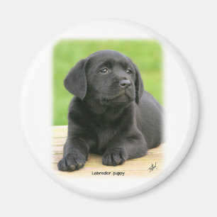 Imã Filhote de cachorro 9Y267D-109 de Labrador