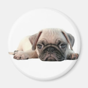 Imã filhote de cachorro adorável do pug