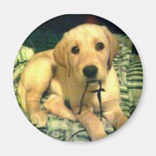 Imã filhote de cachorro amarelo de labrador retriever