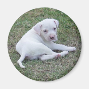 Imã Filhote de cachorro americano do buldogue