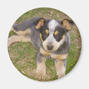 Imã Filhote de cachorro azul de Heeler