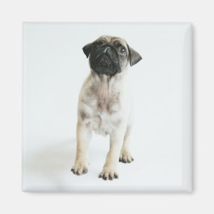 Imã Filhote de cachorro bonito do Pug