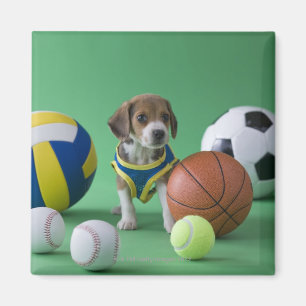 Imã Filhote de cachorro cercado por bolas do esporte