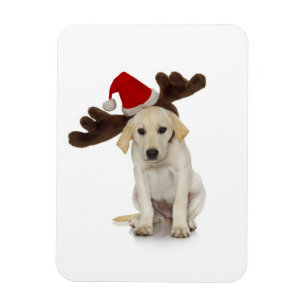 Ímã Filhote de cachorro com papai noel chapéu e