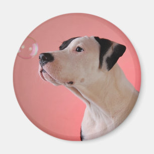 Imã Filhote de cachorro curioso