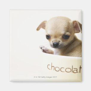 Imã Filhote de cachorro da chihuahua na bacia