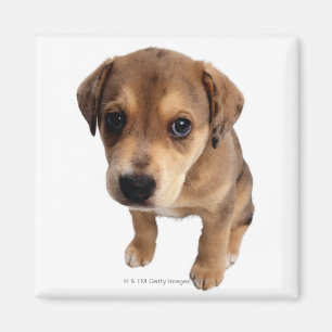 Imã Filhote de cachorro da Misturado-Raça