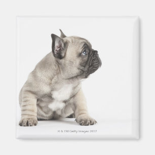 Imã Filhote de cachorro da pedigree