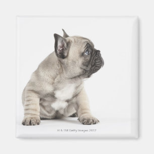 Imã Filhote de cachorro da pedigree