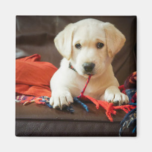 Imã Filhote de cachorro das imagens de Getty em um