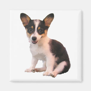 Imã Filhote de cachorro de assento do Corgi de Galês
