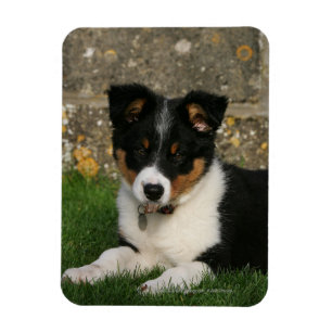 Ímã Filhote de cachorro de border collie com a folha