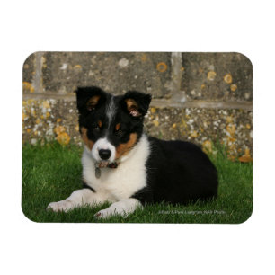 Ímã Filhote de cachorro de border collie com a folha