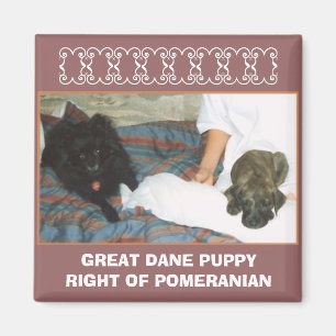 IMÃ FILHOTE DE CACHORRO DE GREAT DANE