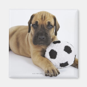 Imã Filhote de cachorro de great dane com a bola de