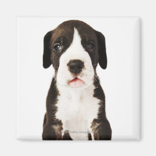 Imã Filhote de cachorro de great dane do Harlequin no