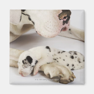 Imã Filhote de cachorro de great dane do Harlequin que